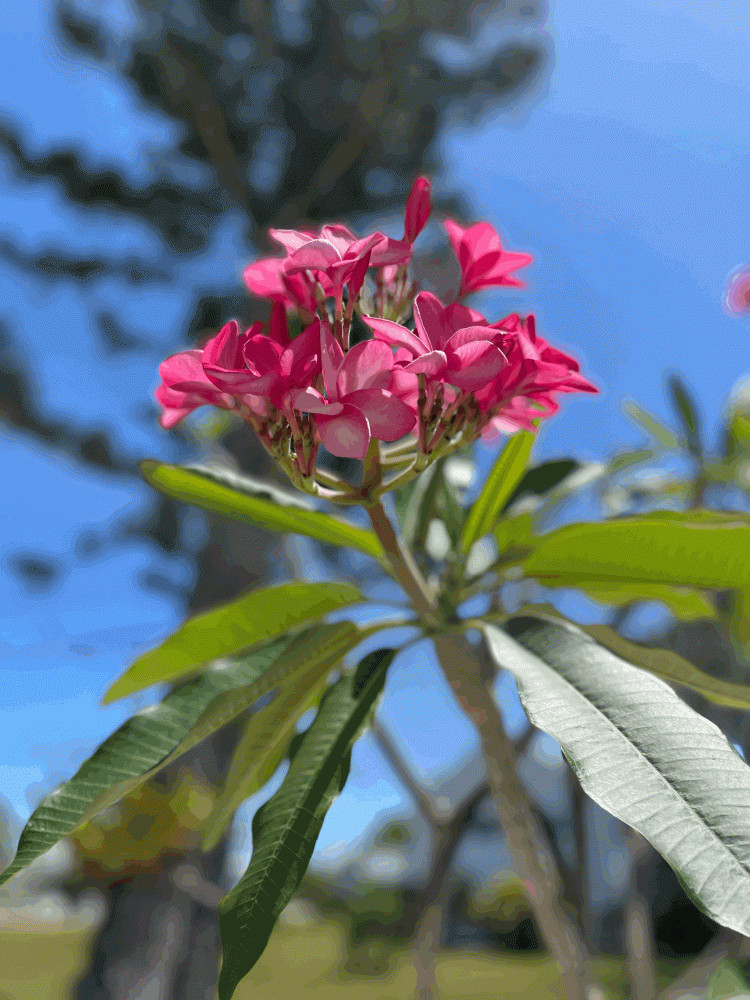 Captains Cove Homeowners Association - Bokeelia, FL